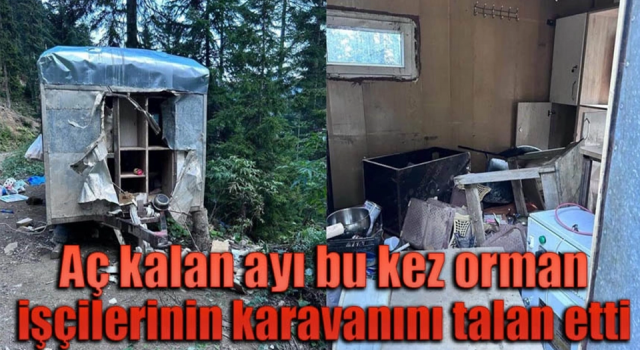 Aç kalan ayı bu kez orman işçilerinin karavanını talan etti