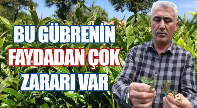 Kimyasal gübrenin çaya faydadan çok zararı var