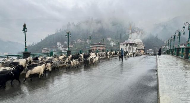 Rize’de Son Yaylacılar da Dönüş Yolunda