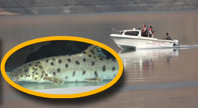 RTEÜ'lü Bilim İnsanları Dünyanın En Çok Aranan 10 Balığından Birini Daha Dicle’de Buldu