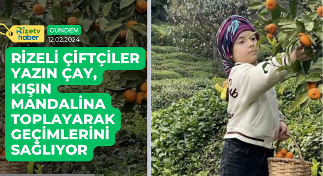 Rizeli Çiftçiler Yazın Çay, Kışın Mandalina Toplayarak Geçimlerini Sağlıyor