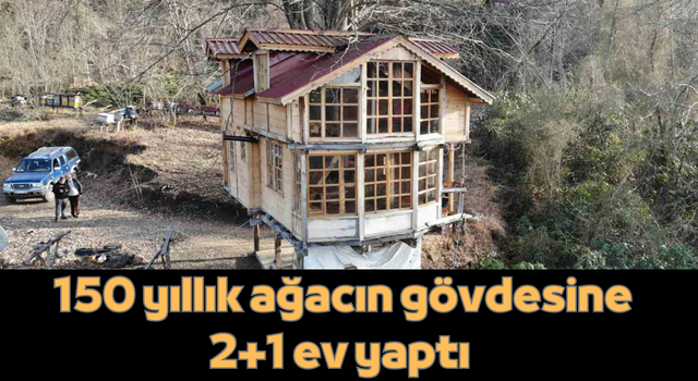 150 yıllık ağacın gövdesine 2+1 ev yaptı