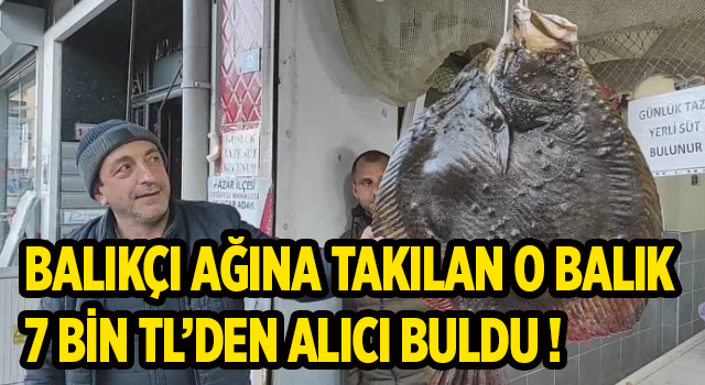 Balıkçı Ağına Takılan 7 Kg Kalkan Balığı 7 Bin Tl’den Alıcı Bulundu