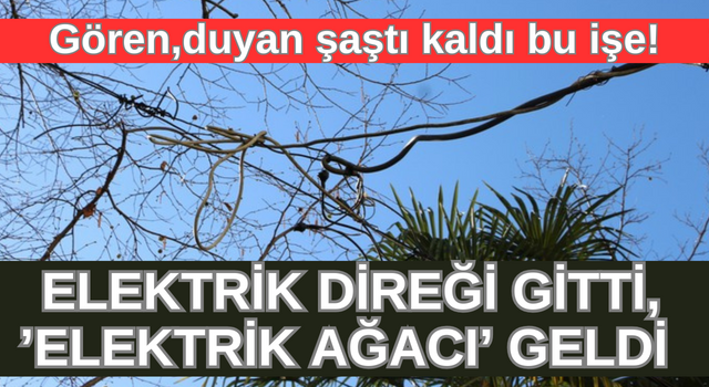 Elektrik Direği Gitti, ’Elektrik Ağacı’ Geldi