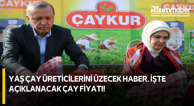 Yaş Çay Üreticilerini Üzecek Haber. İşte Açıklanacak Çay Fiyatı!