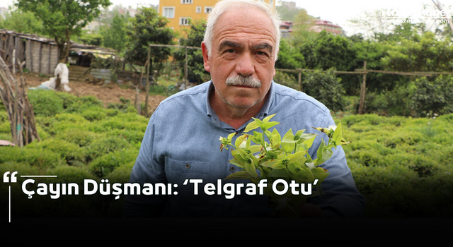 Çayın Düşmanı: ‘Telgraf Otu’