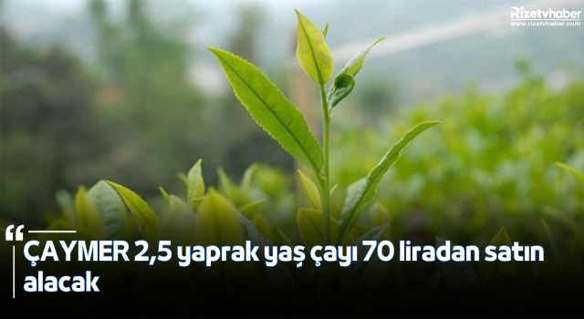 ÇAYMER 2,5 yaprak yaş çayı 70 liradan satın alacak