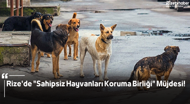 Rize'de "Sahipsiz Hayvanları Koruma Birliği" Müjdesi!