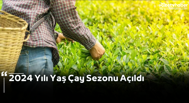 2024 Yılı Yaş Çay Sezonu Açıldı