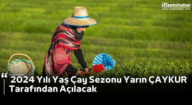 2024 Yılı Yaş Çay Sezonu Yarın ÇAYKUR Tarafından Açılacak