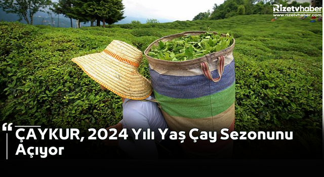 ÇAYKUR, 2024 Yılı Yaş Çay Sezonunu Açıyor