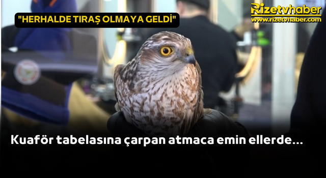 Kuaför tabelasına çarpan atmaca emin ellerde...