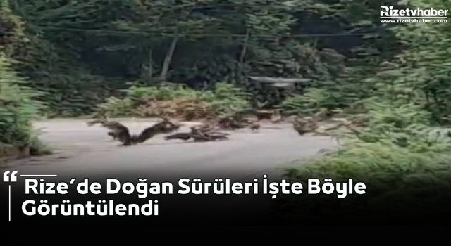 Rize’de Doğan Sürüleri İşte Böyle Görüntülendi