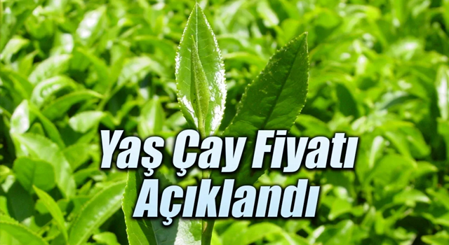 2025 Yılı Yaş Çay Fiyatı Açıklandı