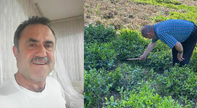 Artvin'de Çaylıkta Yılan Saldırısı: Vatandaş Yoğun Bakımda