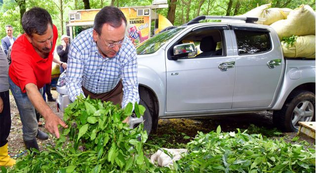 ÇAYKUR, Kurban Bayramı Boyunca 28.800 Ton Yaş Çay Aldı