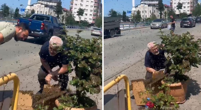 RİZE’DE ARILARIN ÇİÇEK SEFERİ
