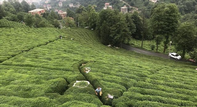 ÇAYKUR’dan Üreticiye Ödeme Müjdesi: 29 Ağustos’ta Hesaplarda!
