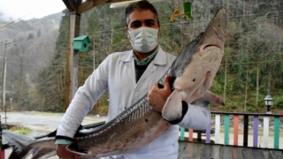 Mersin Balığına Trabzon SUMAE'den Koruma