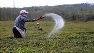 Çay üreticilerine uyarı: Verim alacağız derken kaybetmeyin