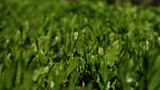 Doğu Karadeniz'de yaş çay hasadı 17 Mayıs'ta başlayacak