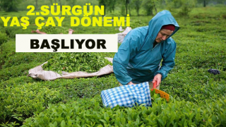 ÇAYKUR, 2. Sürgünü Perşembe Günü Açacak