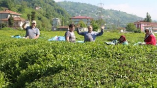 Karadeniz’de çay ve fındık göçüyle vakalar yüzde 400 arttı