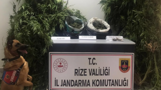 Rize'de kenevir operasyonu