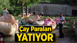 ÇAYKUR, Eylül Ayı Yaş Çay Paralarını Ödüyor!