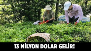 Türkiye'den 9 ayda 115 ülkeye 13,2 milyon dolarlık çay ihraç edildi