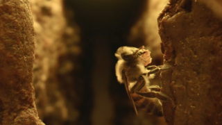 Propolis Yapan Arılar Kovana Sokulan Özel Bir Kamera Sayesinde İlk Kez Bu Kadar Yakından Görüntülendi