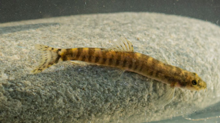 RTEÜ'lü akademisyenler Dünyanın En Çok Aranan 10 Balığından Birini Buldu