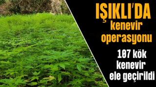 107 kök kenevir bitkisi ele geçirildi