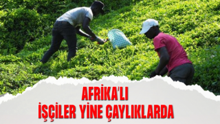 Afrikalı İşçiler Bu Yıl da Çay Hasadında