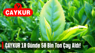 ÇAYKUR 10 Günde 50 Bin Ton Yaş Çay Aldı