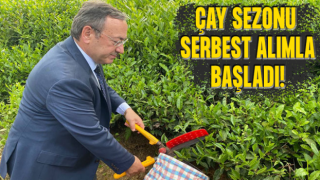 ÇAYKUR Yaş Çay Alım Kampanyasını Serbest Alımla Başlattı