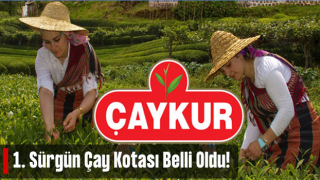 ÇAYKUR Yaş Çay Kampanyasını Açtı. İşte 1. Sürgün Kotası