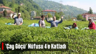 Rize'de 'çay göçü' ile nüfus 4'e katlandı