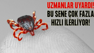 Uzmanlardan kene uyarısı