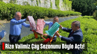 Vali Kemal Çeber, Çay Sezonu Açılışında Çay Hasadı Yaptı