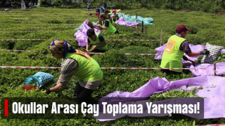 Artvin’de Çay Hasat Şenliği ve Okullar Arası Çay Toplama Yarışması Düzenlendi