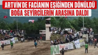 Artvin'de korkutan boğa güreşi! Rakibinden kaçıp seyircinin arasına daldı