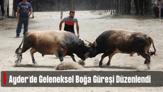 Ayder'de boğa güreşleri nefes kesti