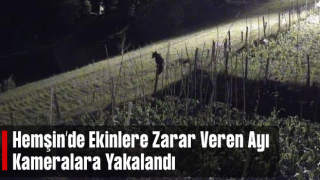 Bahçeye ekilen ürünlere zarar veren ayı kameralara yakalandı