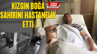 Kızgın boğa sahibini hastanelik etti