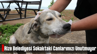 Rize Belediyesi Sokak Hayvanlarına Şefkat Eli Uzatıyor