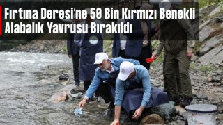 Fırtına Deresi'ne 50 bin kırmızı benekli alabalık yavrusu bırakıldı