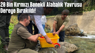 Rize'de 20 bin kırmızı benekli alabalık yavrusu derelere bırakıldı