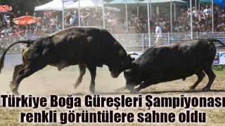 Türkiye Boğa Güreşleri Şampiyonası Kafkasör yaylasında nefes kesti