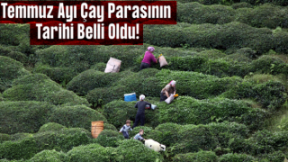 Yaş Çay ve Organik Fark Parası Ödeme Günü Belli Oldu